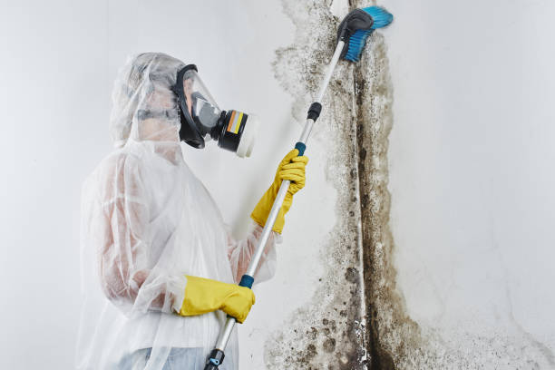 Best Emergency Mold Removal  in Scappoose, OR