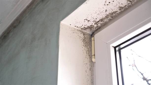 Best Toxic Mold Removal  in Scappoose, OR