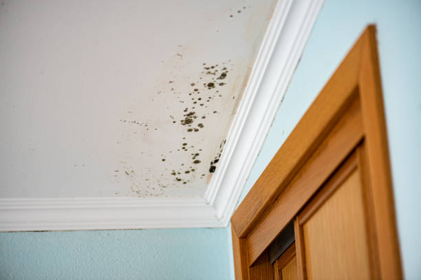 Best Professional Mold Removal  in Scappoose, OR