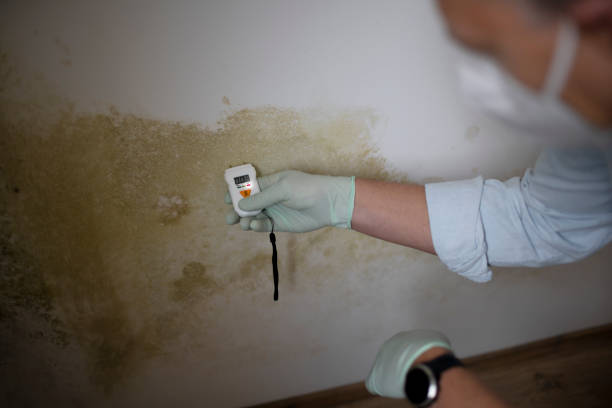 Best Toxic Mold Removal  in Scappoose, OR