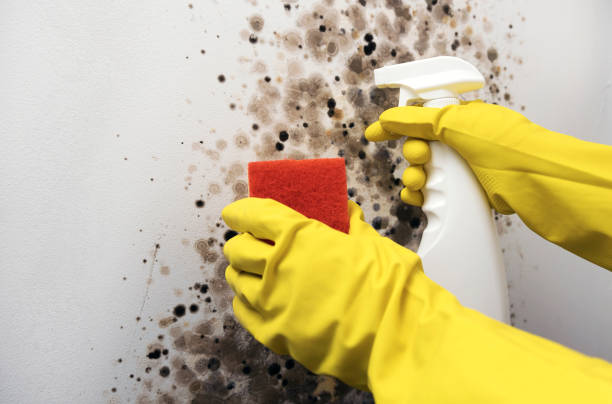 Best Mold Removal Company Near Me  in Scappoose, OR