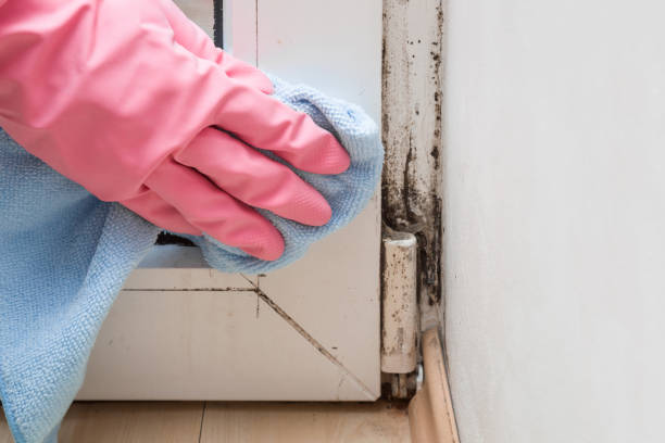 Best Professional Mold Removal  in Scappoose, OR